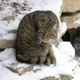 Illustration for article titled Caturday - Felis silvestris silvestris Edition